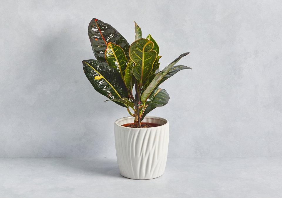Croton: image 1