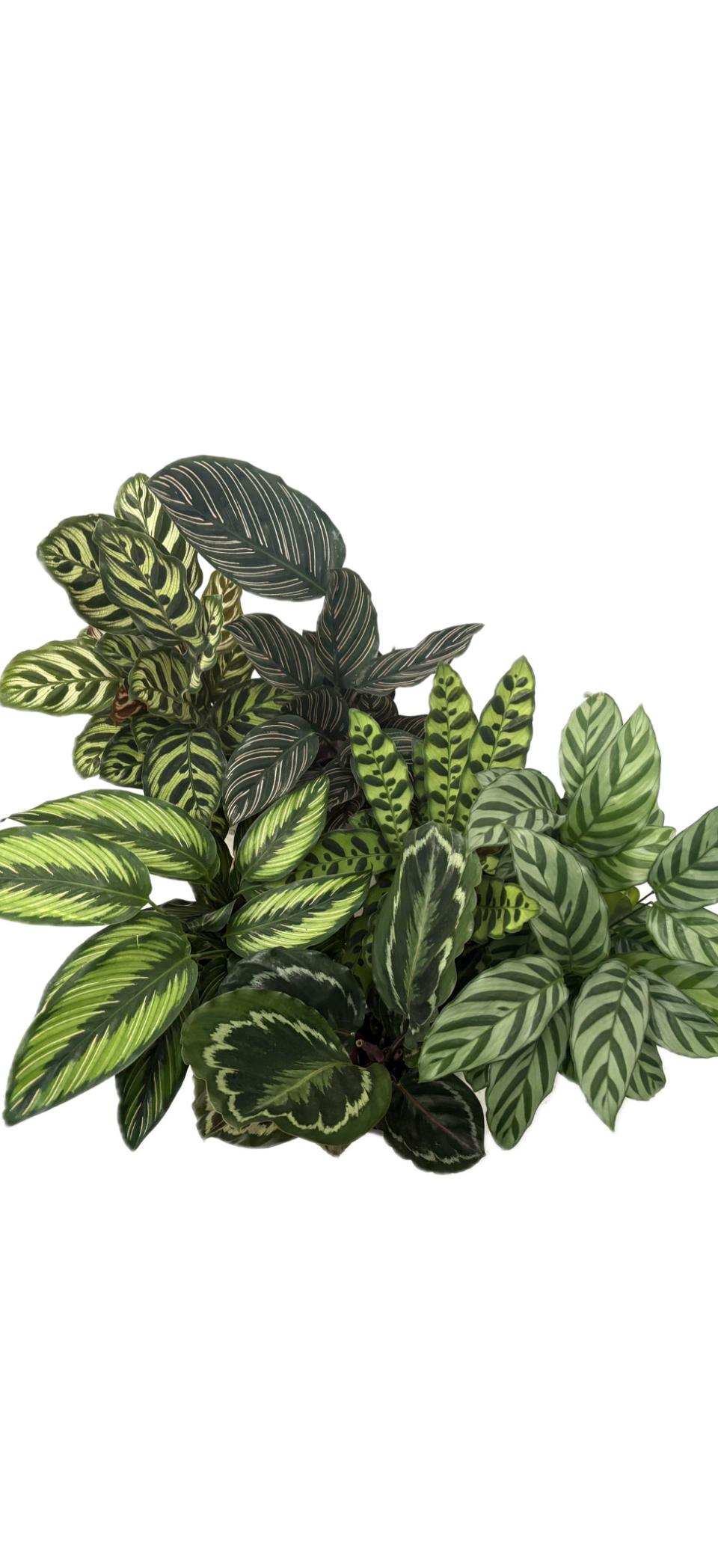 Calathea: image 3