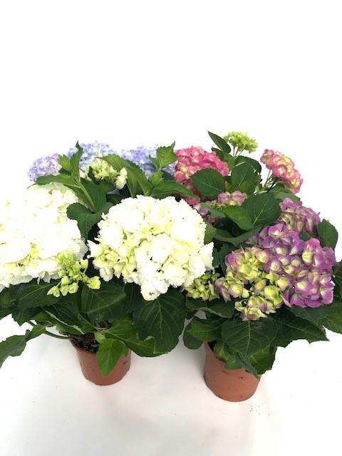 Hydrangea Plant: image 1